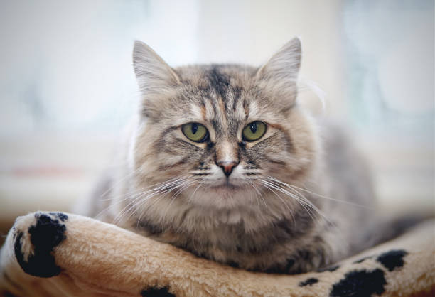istock Beautiful fluffy cat with green eyes 862412718