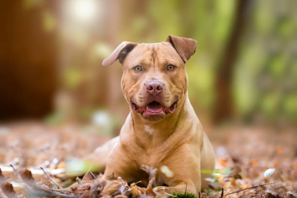 retrato de outono de cão amarelo - pit bull terrier - fotografias e filmes do acervo