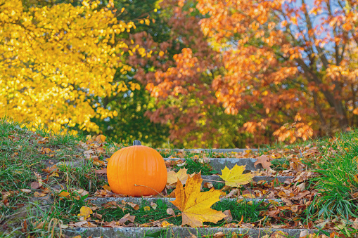 orange pumpkin on stairs in autumn season park