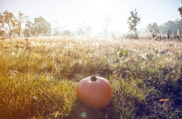 Pumpking on green grass in morning time
