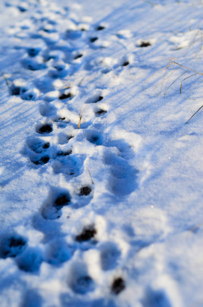 impresiones de la pata en la nieve - paw print animal track dirt track fotografías e imágenes de stock