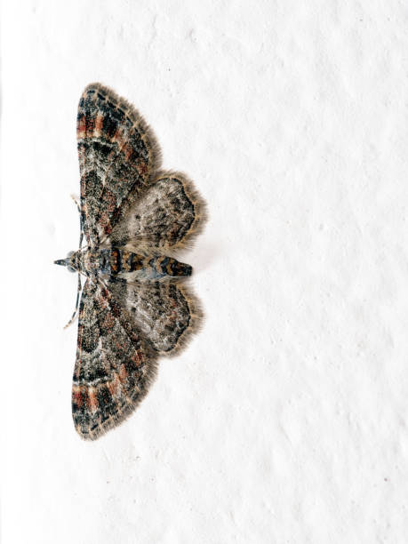 istock Double-striped pug moth. Gymnoscellis rufifasciata. 862418640