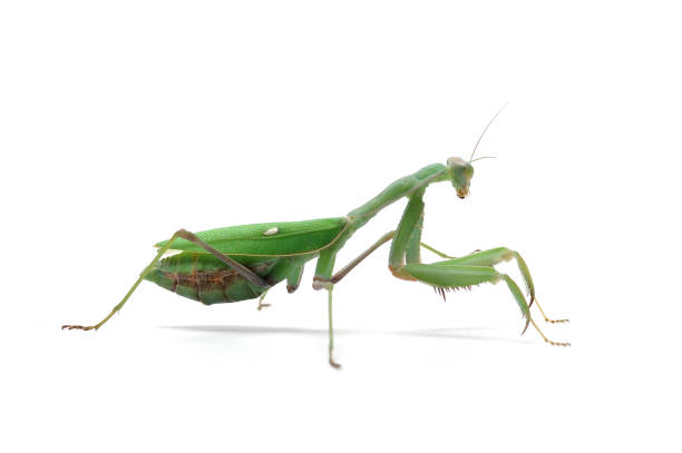 istock Giant green mantis isolated on white background 862422096