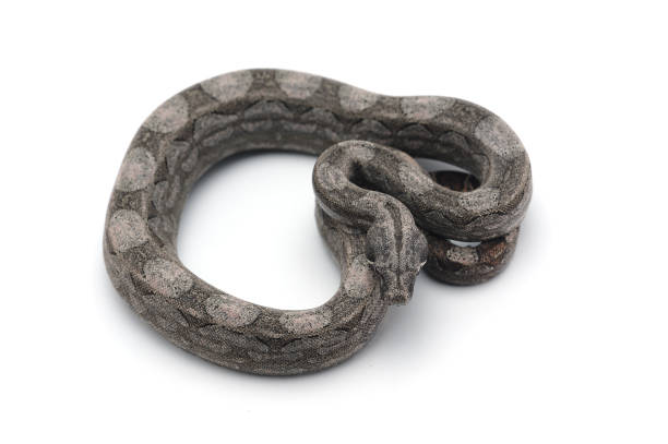 istock Argentine boa constrictor isolated on white background 862422102