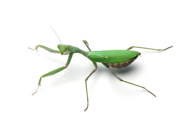 istock Giant green mantis isolated on white background 862422108