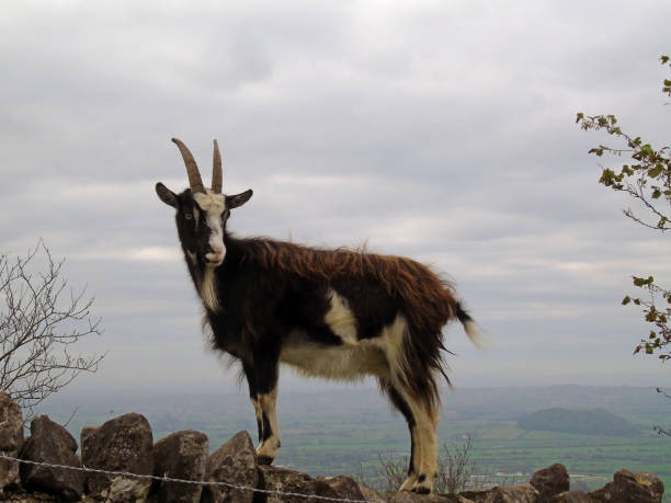istock Feral Goat Climbing Stone Wall, Cheddar Gorge, Somerset, UK 862422294