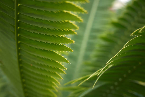 dioon spinulosum - palmeira dum - fotografias e filmes do acervo