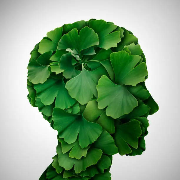 Ginkgo Biloba leaf head as a herbal medicine concept and natural phytotherapy medication symbol for healing as leaves shaped as a human.