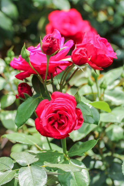 istock A branch of red roses. 862430400