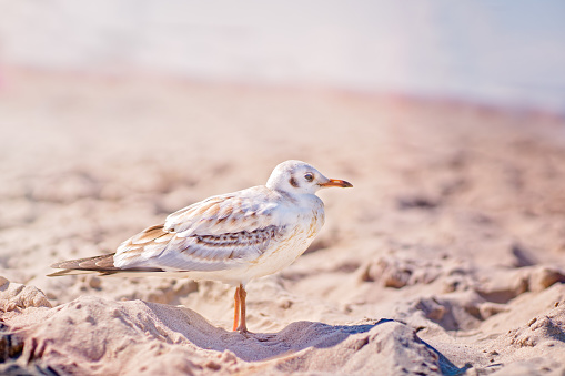 Seagull standing on the beach on a Baltic sea coast