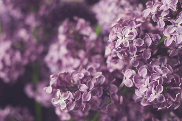 istock Flowering branches of lilac 862431210