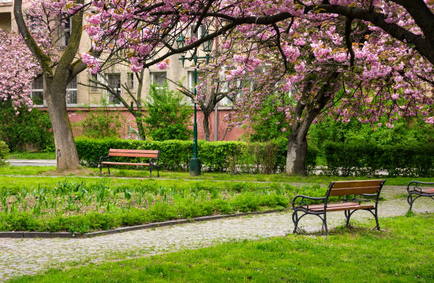 istock Sakura tree blossom in garden at springtime 862432704