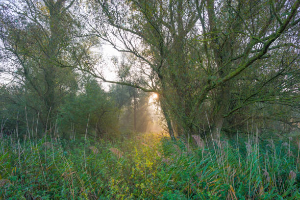 istock Trees in a misty forest along a field at sunrise in autumn 862433458