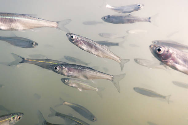 Bait fish Freshwater underwater. Common Bleak close up.Bait fish Freshwater underwater. Common Bleak close up.