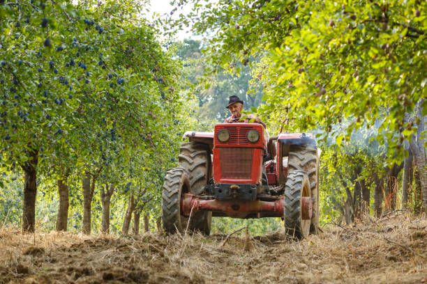istock Old farmer with tractor harvesting plums 862434054