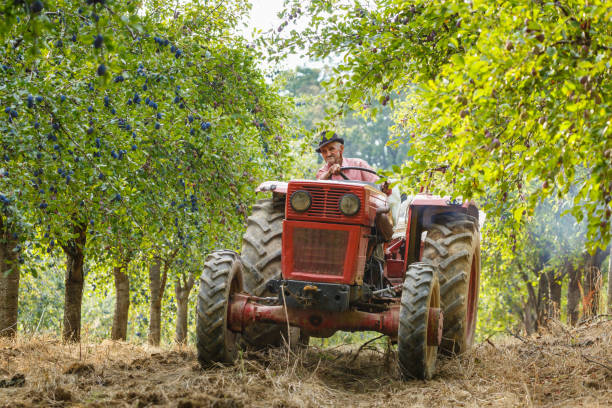 istock Old farmer with tractor harvesting plums 862434068