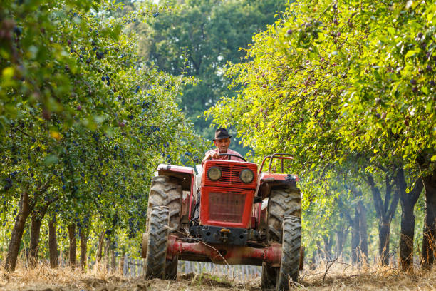istock Old farmer with tractor harvesting plums 862434074