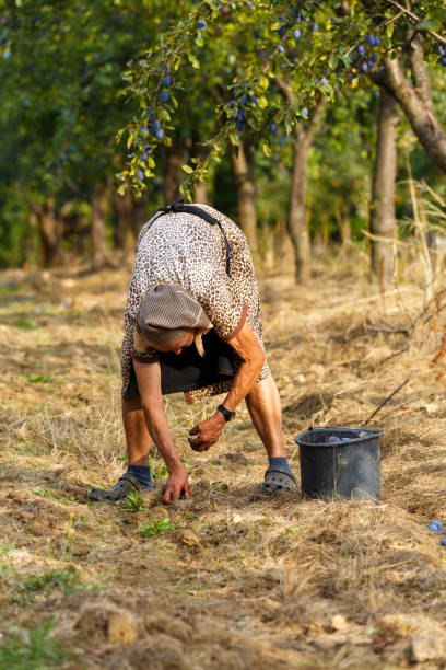 istock Senior farmer woman harvesting plums 862434198