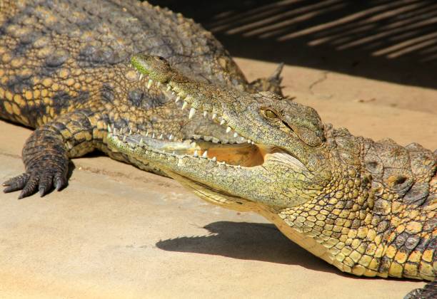 istock A crocodile, Saint Lucia, South Africa 862436810