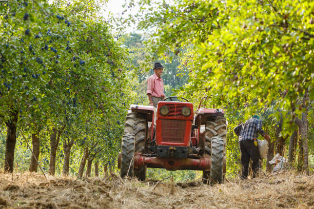 istock Old farmer with tractor harvesting plums 862437120