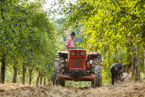 istock Old farmer with tractor harvesting plums 862437124