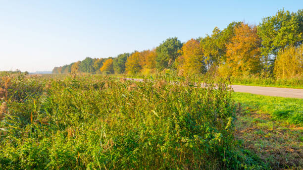 istock Road through a misty landscape at sunrise in autumn 862439436