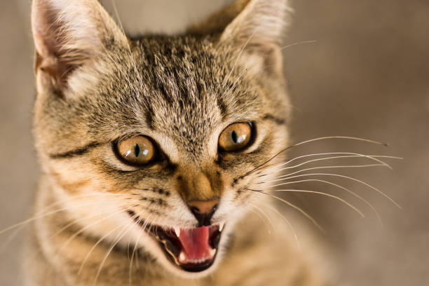 istock tabby cat animal portrait 862446182