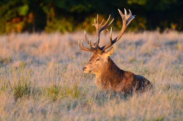 Red deer stag, Cervus elaphus stock photo