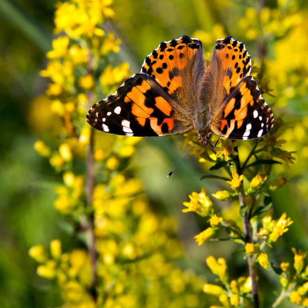 istock a painted lady butterfly on yellow wildflowers 862449692