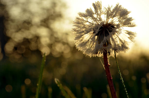 backlit dandelion in the early morging. Flower is coverred with dew