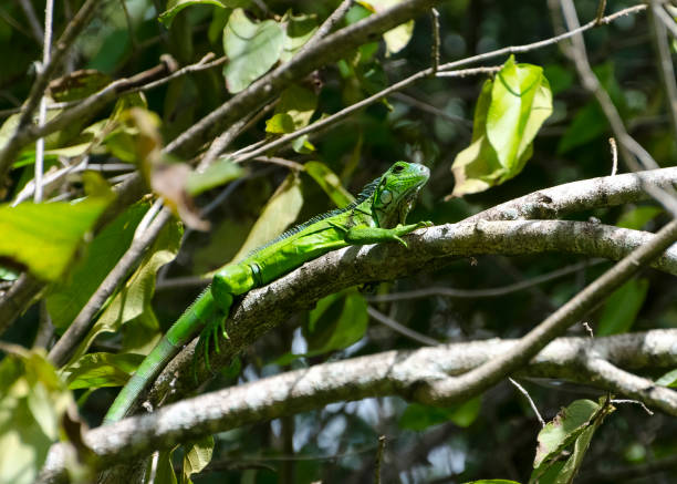 istock Green Iguana In The Sun 862453030