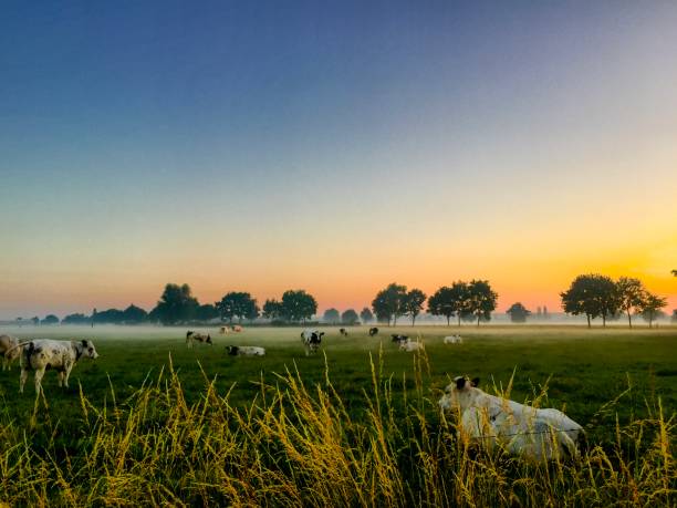 istock Colorful countryside sunrise with trees 862453578