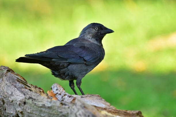 Jackdaw, Coloeus monedula stock photo