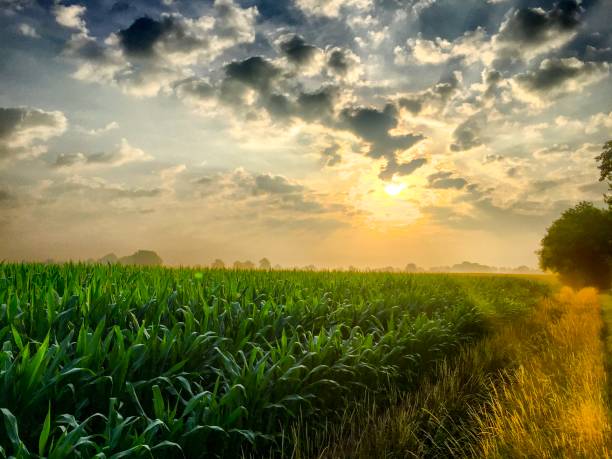 istock Colorful countryside sunrise with trees 862453750