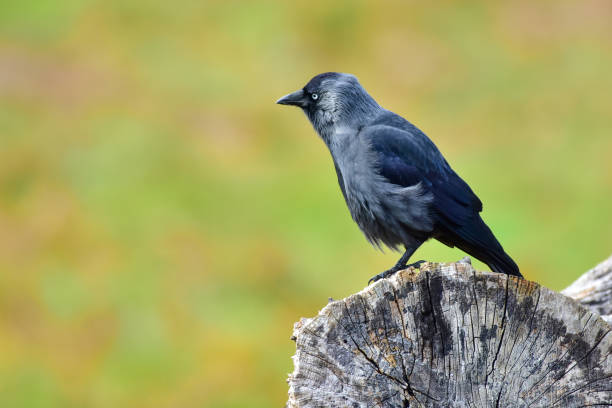 Jackdaw, Coloeus monedula stock photo