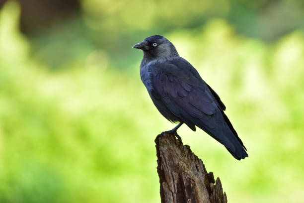 Jackdaw, Coloeus monedula stock photo