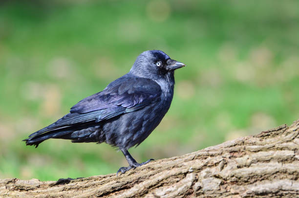 Jackdaw, Coloeus monedula stock photo