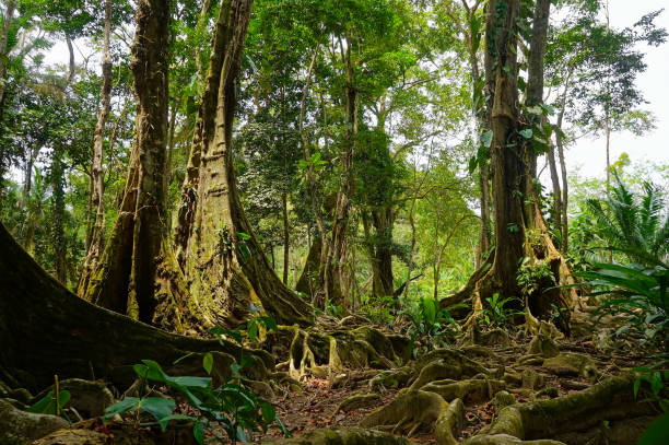 istock Tropical trees and roots in the jungle 862454090