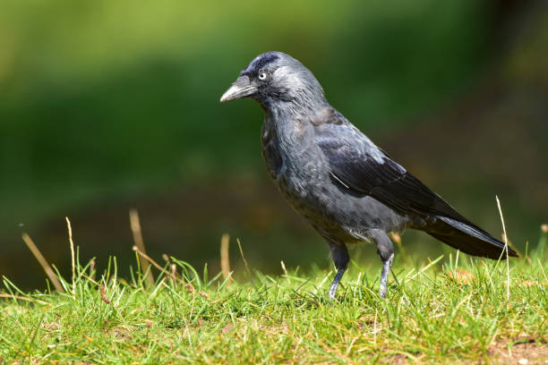 Jackdaw, Coloeus monedula stock photo