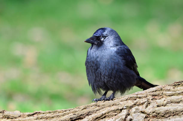 Jackdaw, Coloeus monedula stock photo