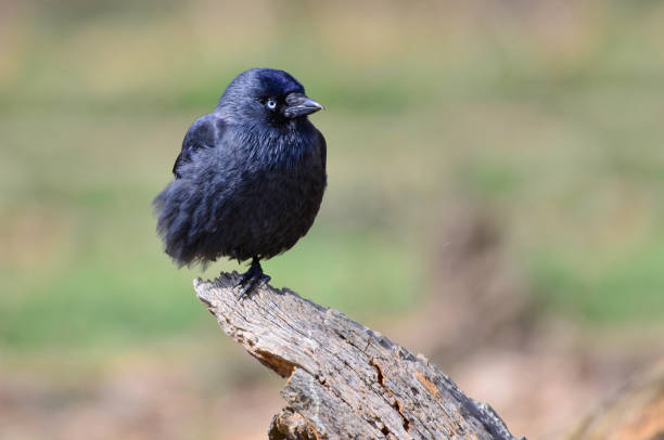 Jackdaw, Coloeus monedula stock photo