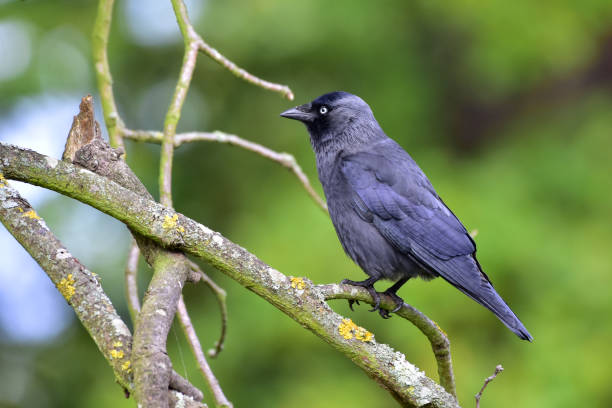 Jackdaw, Coloeus monedula stock photo