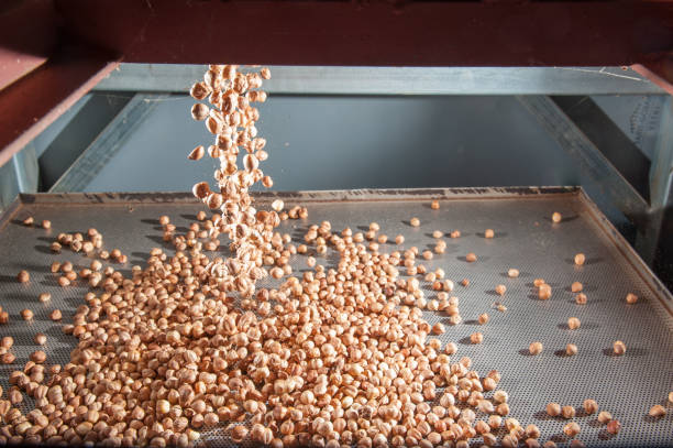 The processing of hazelnuts