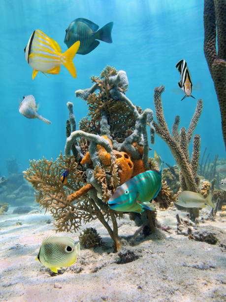 istock Under water marine life 862461770