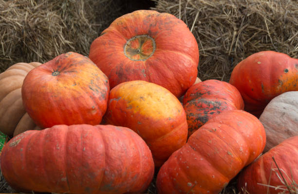istock a lot of big orange pumpkins 862464366