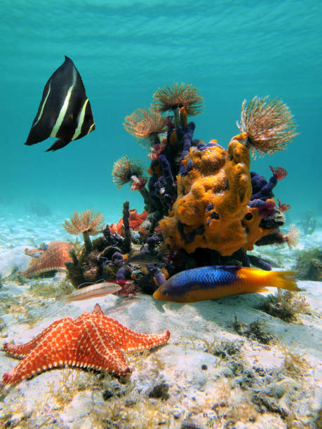 unterwasser farben und formen - costa maya stock-fotos und bilder