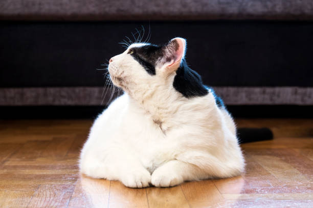 istock Beautiful soft cat relaxing on hardwood floor 862465564