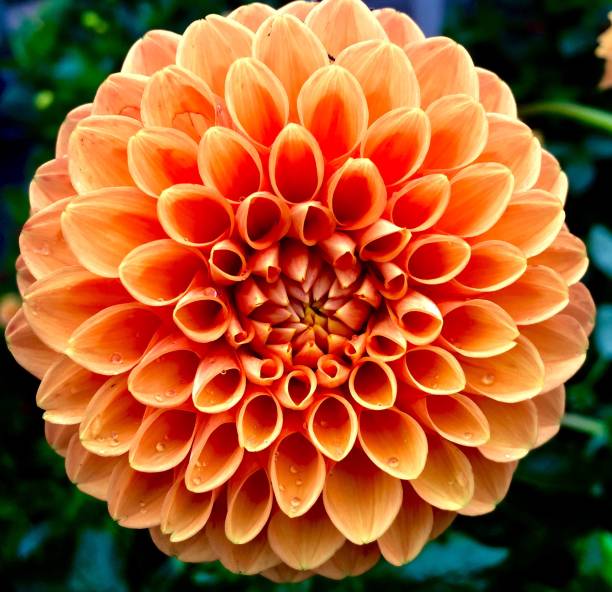 istock Beautiful Dahlia 862467750