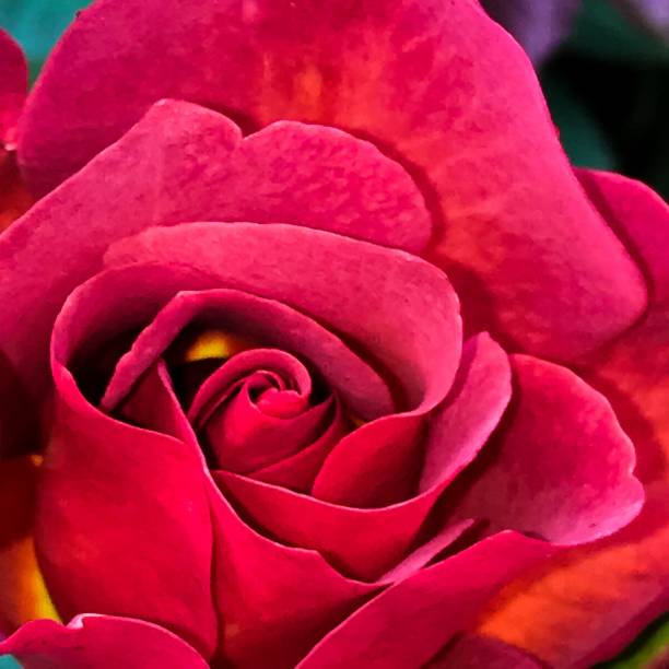 istock War of the Rose 862467762