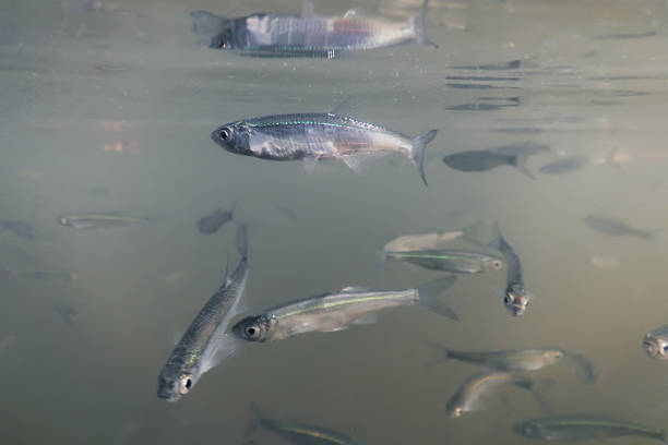 istock Bait fish Freshwater underwater. Common Bleak close up. 862467976